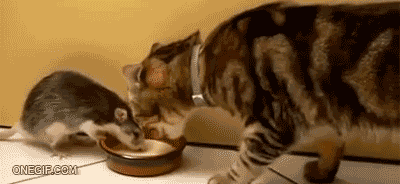 74bdf07a0aaa5161.gif