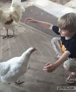 dc8d9b2c5c597474.gif