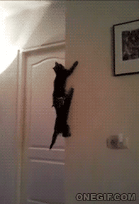 0fbfaf81cd5bc7eb.gif