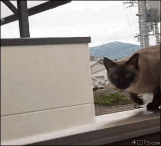 Cat-slips-fails-jump-ledge.gif