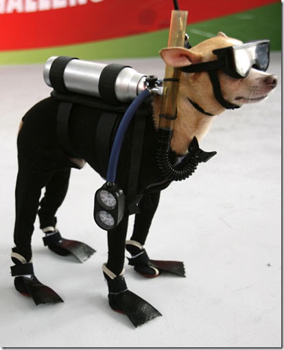 under-sea-dog.jpg