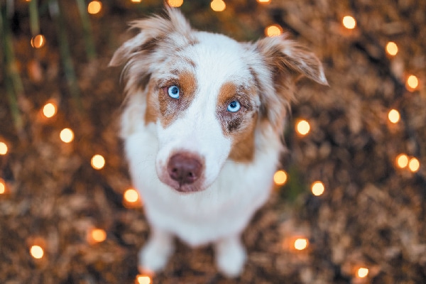 A-dog-looking-up-innocently-surrounded-by-holiday-lights.jpg